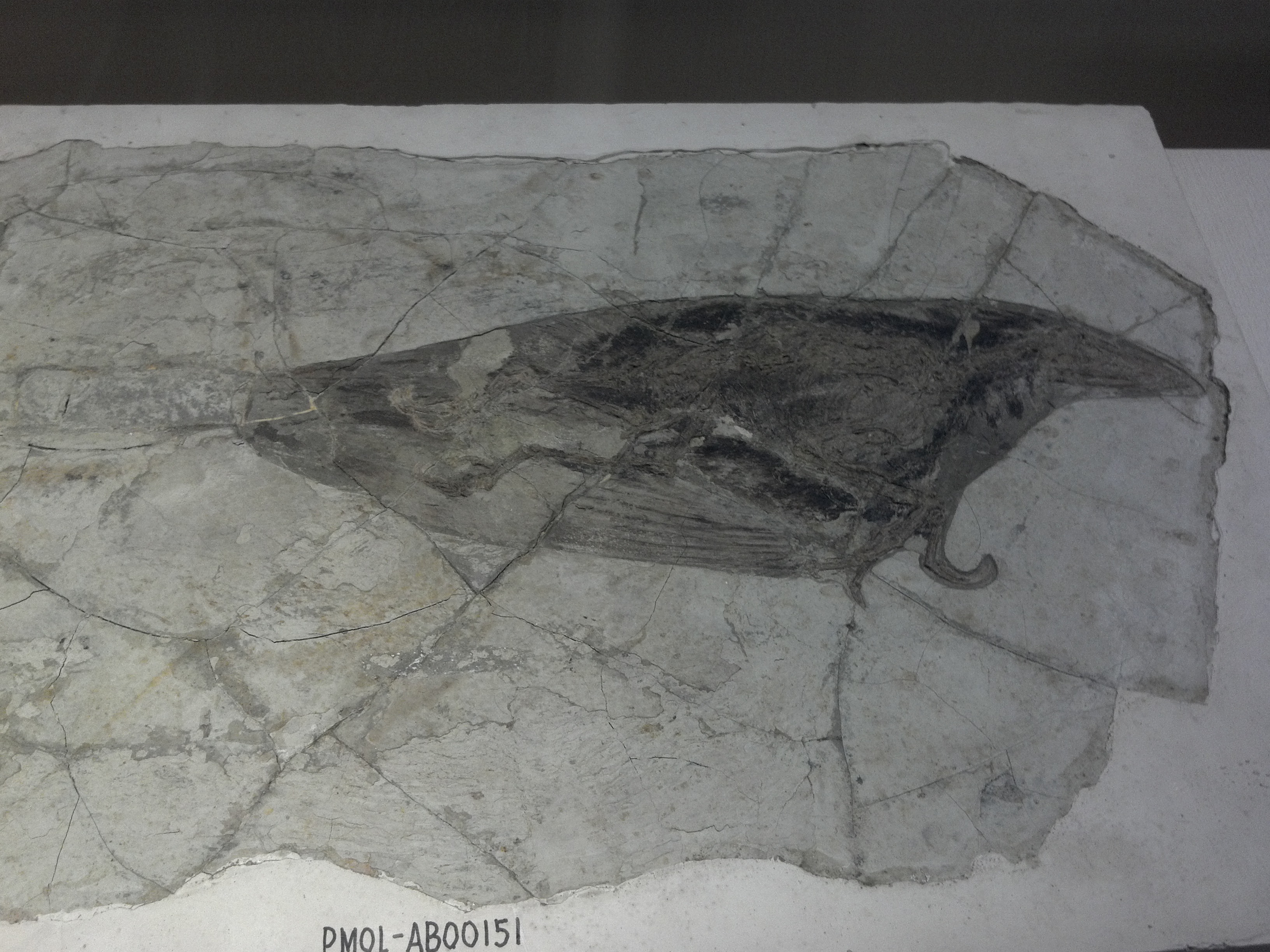 Fossiles, Paleontological Museum, Shenyang, China.